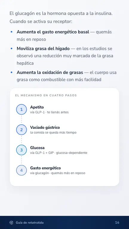El mecanismo en cuatro pasos